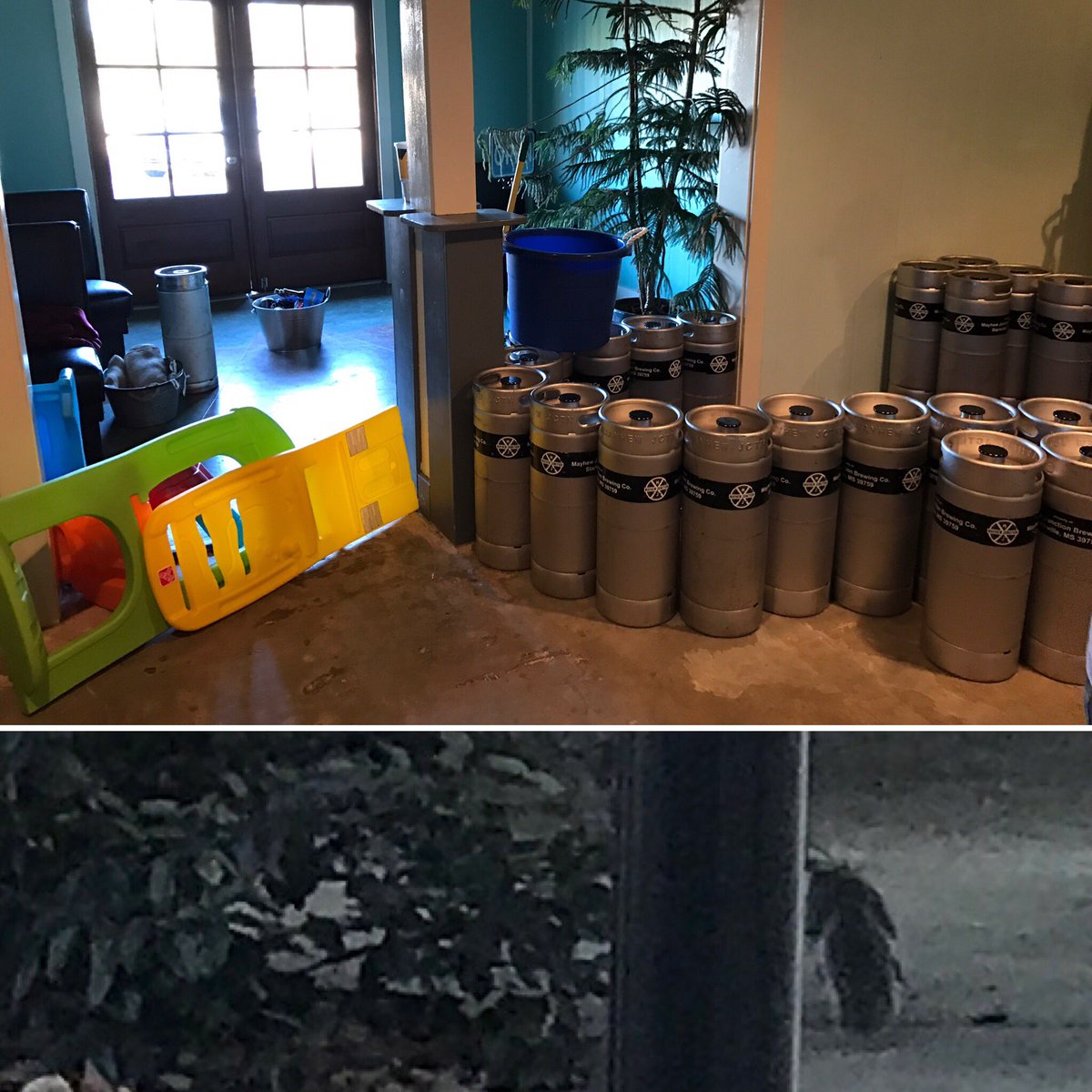 MayhewJunction's tweet image. When you leave the door open for a minute and then have to coax the squirrel back outside #TypicalBrewDayAntics #NewDrinkingGame #Success