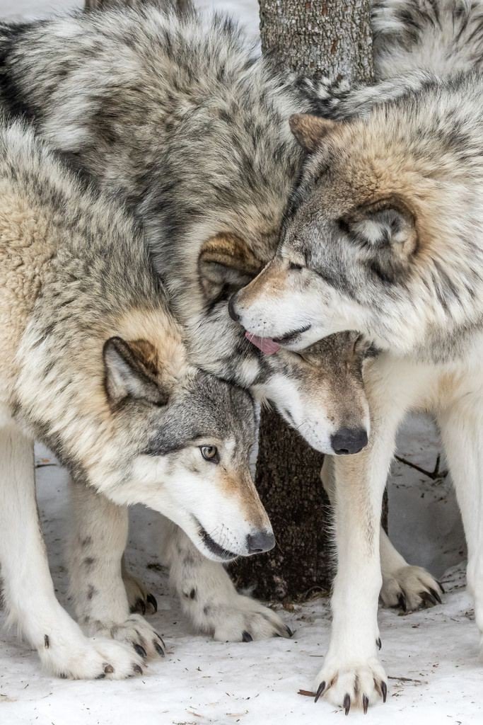 ladydvl's tweet image. A beautiful family of Wolves ❤❤❤