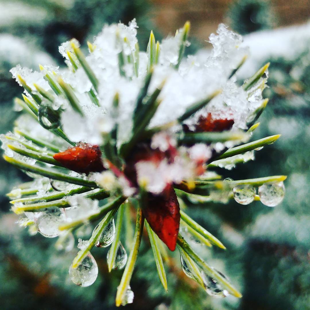 BevsfitnessUk's tweet image. Winter wonderland today in Somerset ❄⛄🌲
#snowday2017 #December9 #sprucetree #Outdoors #walks