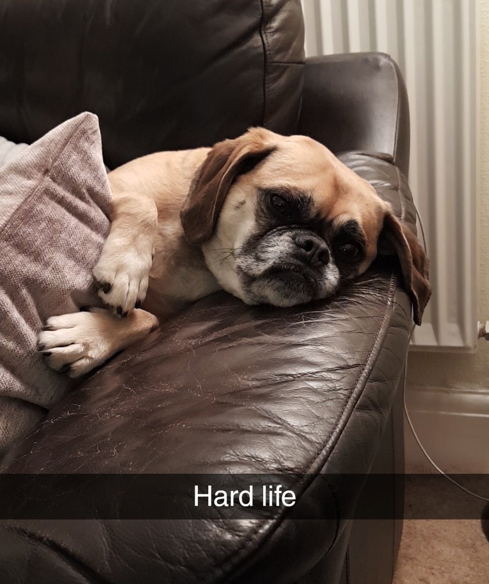 kenno_e's tweet photo. Sunday feels
#puggle
#sleepy
#hadtoomuchfun https://t.co/Nw5M1uBpNV