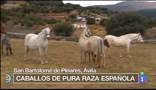 Zaldihipica's tweet photo. Hoy con nuestros amigos @YegArroyomonte en #EspañaDirecto de #RTVE. Mejor ganadería criadora de #PRE de Doma Clásica #Sicab17. Dar las gracias al equipo y jinetes por confiar siempre en #ZaldiDRIM con taco-muslera ¡Enhorabuena!
https://t.co/FuVooukkFP
10D https://t.co/ADOHwRfoHZ