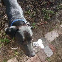 MacTools38's tweet image. Your four-legged friends will love #MacToolsGear just as much as you do!