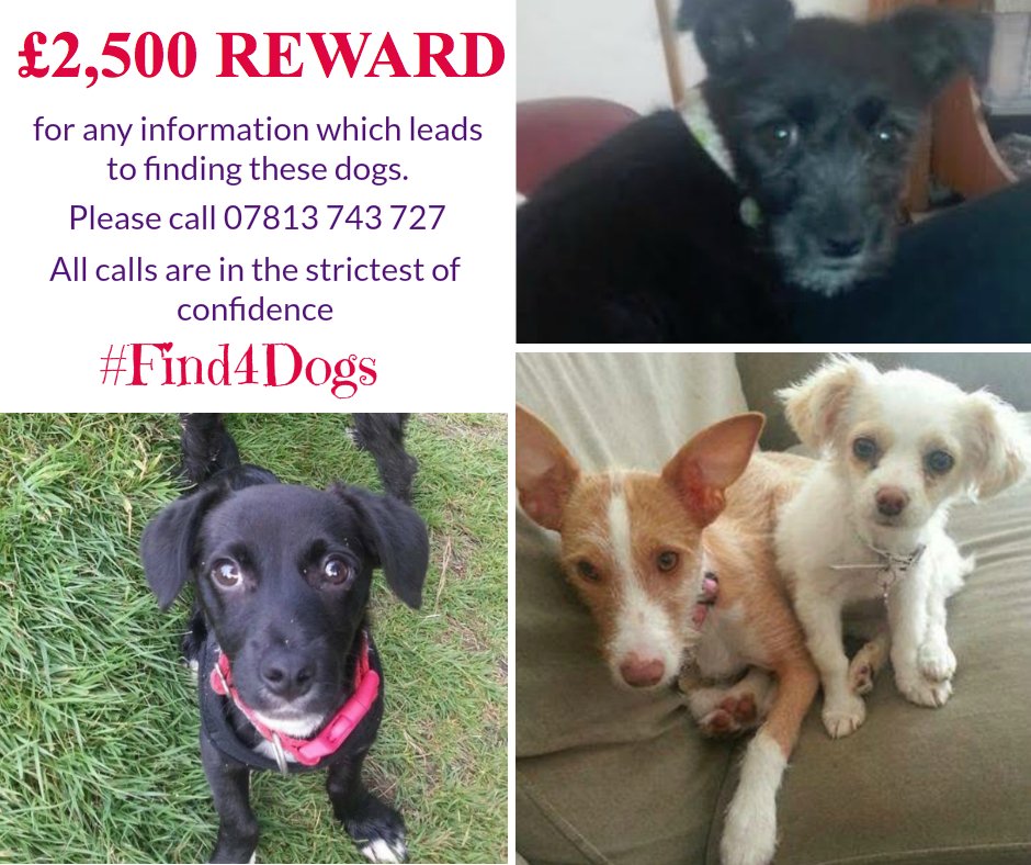 Find4Dogs's tweet image. PIA, ORA, RUFUS &amp;amp; LUNA are all still missing, last known location GLASGOW October 2013 #Find4Dogs #Glasgow