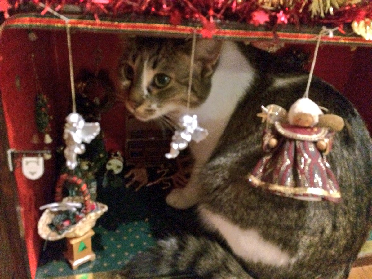 KlapzoenKaboem's tweet photo. Ik kreeg ook een kerstwinkeltje. Met verlichting en shizzle.
Poes dacht “ff rellen” en sloopte het interieur. Heb de ME erheen gestuurd.
#rotkat https://t.co/q4YzgEXPWw