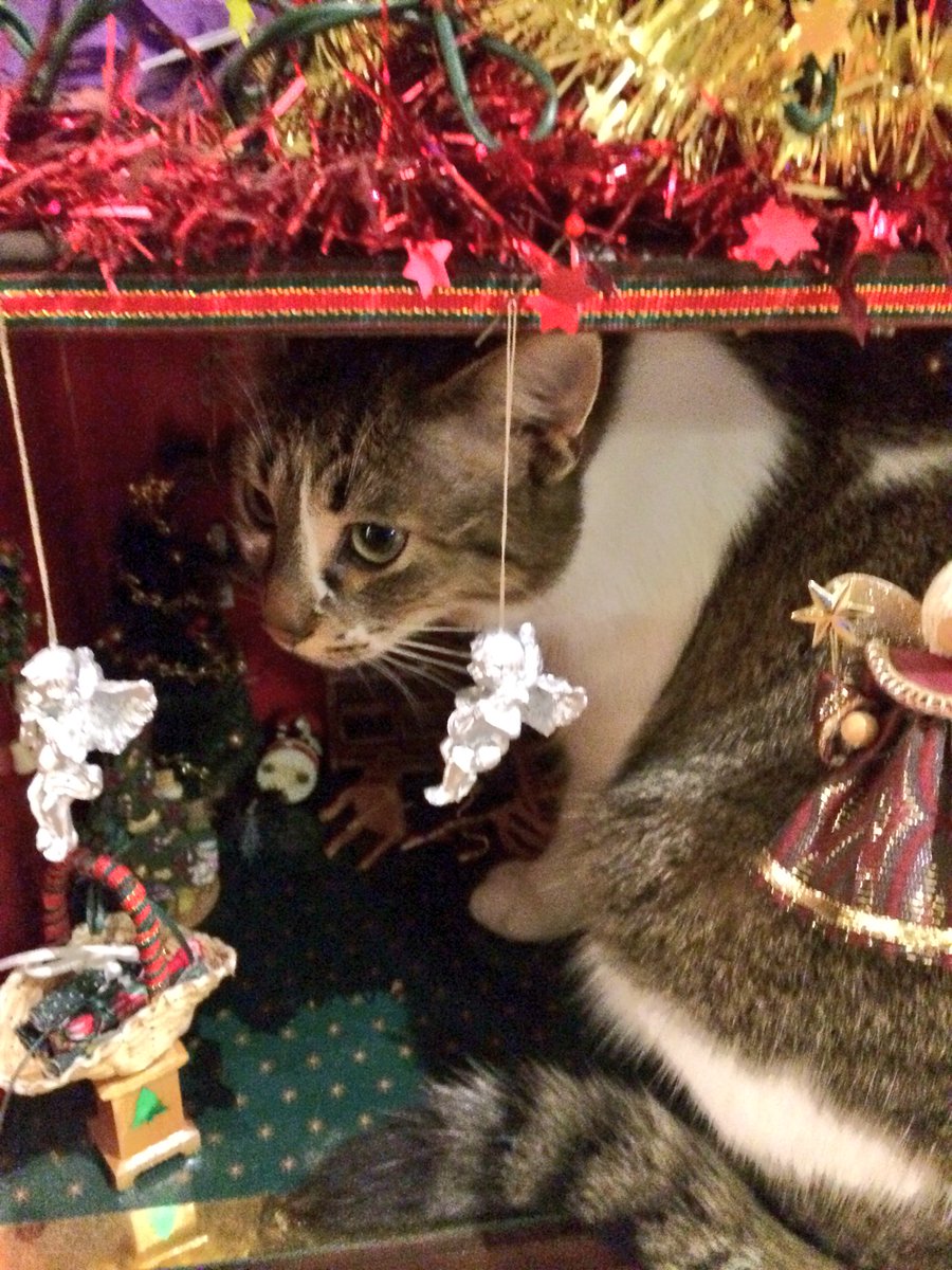 KlapzoenKaboem's tweet photo. Ik kreeg ook een kerstwinkeltje. Met verlichting en shizzle.
Poes dacht “ff rellen” en sloopte het interieur. Heb de ME erheen gestuurd.
#rotkat https://t.co/q4YzgEXPWw