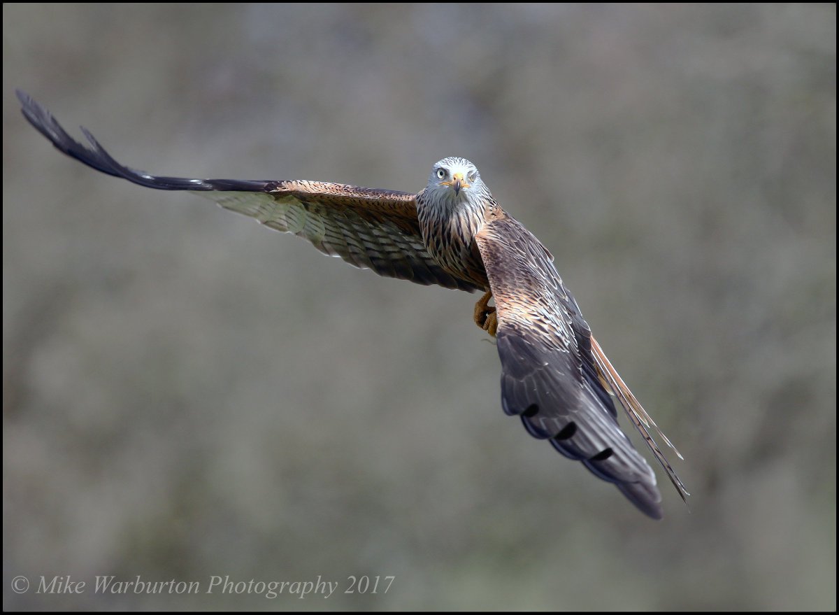 Red Kite giving me a cheeky wink  :)  #redkite #wildlifephotography #gigrinfarm #raptor #flight #SIGMA #wildlife #bird  #colour #flying #birdofprey #Canon #70d #nature #bird #birds #action #photography #avian