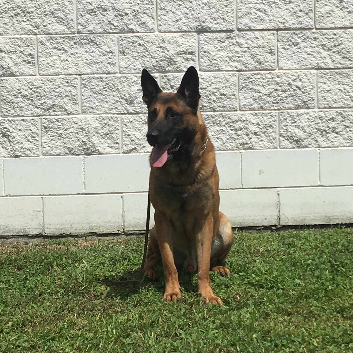 NorthPortPolice's tweet photo. UPDATE: Officers w/ NPPD, more than a dozen Volunteer Service Aids, &amp; more than a a dozen CCSO representatives have been out looking for Edo. Residents may also notice a drone in the Cranberry Ave area. Any info on K9 Edo's location, please contact CCSO at 941-639-0013. https://t.co/Bcd8gfpdhs