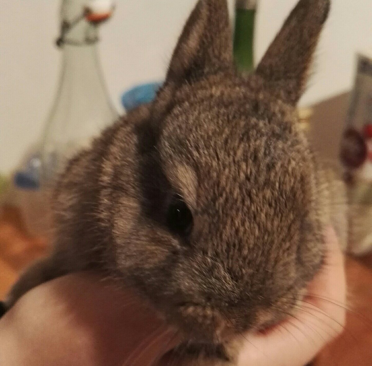 PandaIndStudio's tweet photo. Guess we'll have to change the studio name!
Welcome onboard Arnold!

#bunny
#pets
#gamedev https://t.co/kRbRdwwhUN