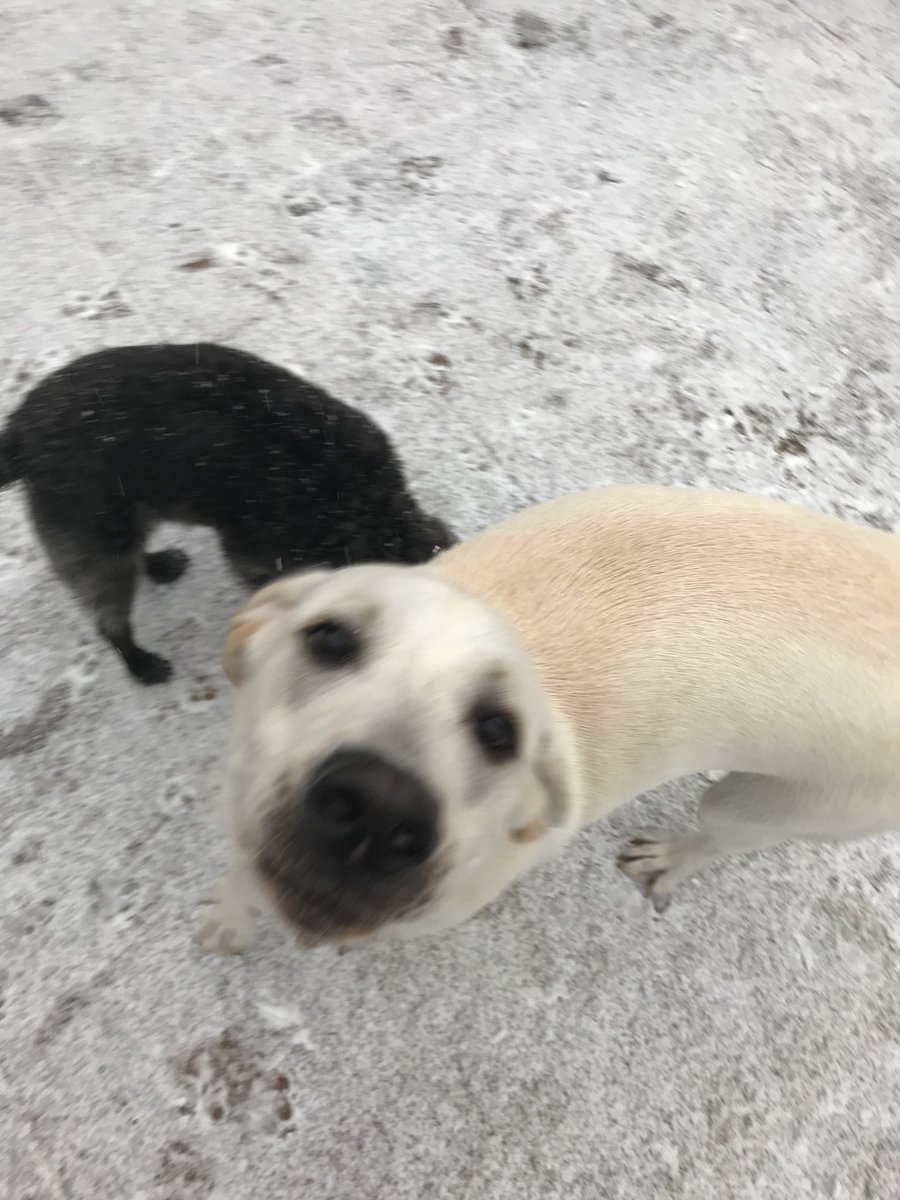 KLJonesAuthor's tweet photo. Snow love #DogsInSnow https://t.co/egF7jf82JZ