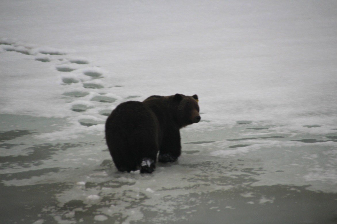 Why you want to see the Canadian Rockies on Rocky Mountaineer &amp; yes I saw this GRIZZLY BEAR! kellystilwell.com/why-you-want-t… <a href="/rmountaineer/">Rocky Mountaineer</a> #ISawAGrizzly #RockyMountaineer