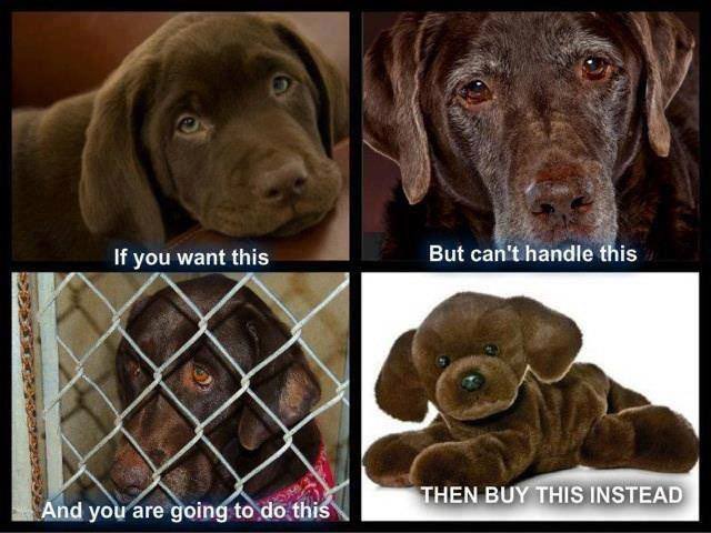 Thinking about getting a #puppy for someone this #Christmas ? 

DON’T. RT if you agree 🐶