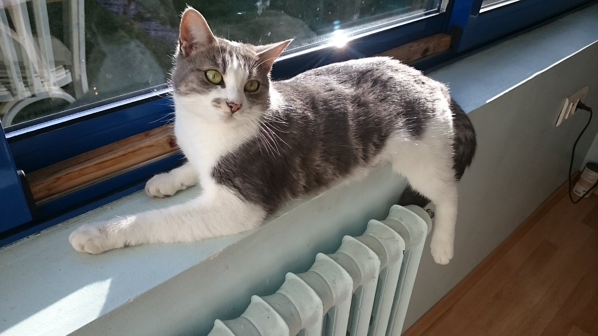 SukhoiT51's tweet photo. https://t.co/qDvtK26wyC #soutenez #Decoflash #merci d avance.  Ici voici notre #chat colocataires #mystic https://t.co/eFWpykPQSe