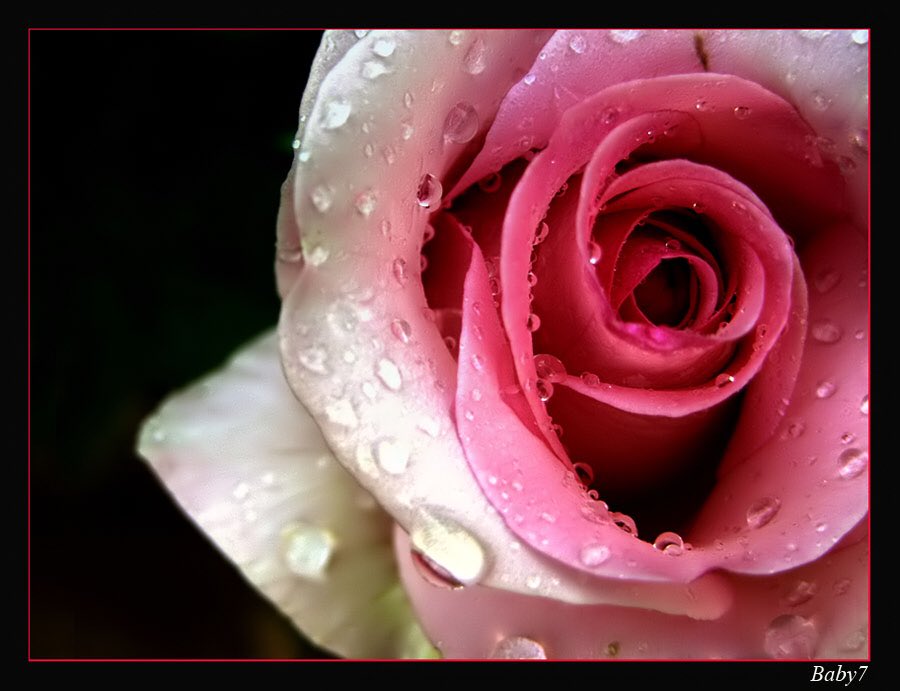 nada_almater's tweet photo. غياب الاحبة كغياب اللون عن الصورة .. ف تصبح شاحبة وحضورهم عذب كقطرة ندى من المطر على زهرٍ أعياة الضمأ .
..
#ندى_المطر 
#نبض_الحرف https://t.co/Gh6etLf4oW