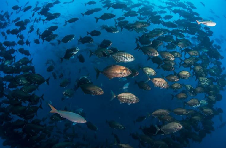 richardbranson's tweet image. #BluePlanet2 is just the beginning. #BackTheBlueBelt to give marine life all
over the world a fighting chance of survival bit.ly/2zuG7Lv