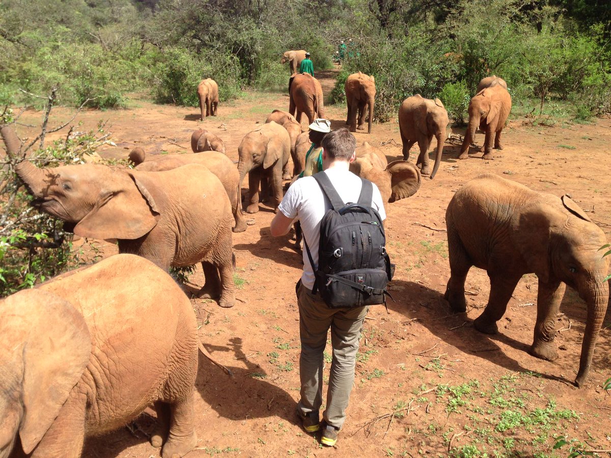winstonwes's tweet photo. I was privileged to spend time with these orphaned elephants at @DSWT earlier this year while filming for #Attenborough and the Giant Elephant. This wonderful documentary by @HumbleBeeFilms is on directly after #BluePlanet on #BBC1 at 9pm tonight. https://t.co/LRNoh7bLi9