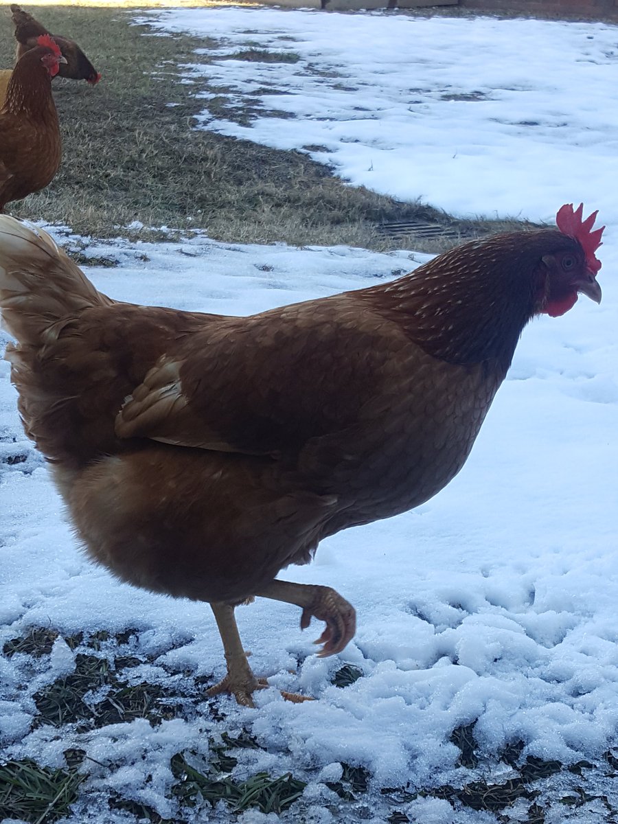 agteacher002's tweet photo. Snow hasn't slowed these Ladies down a bit. Let us know if you would like some farm fresh Brown eggs! #LHSAG  #TuffChicks  @tcboecareertech @BlairGoldenBear @kknight https://t.co/hTfbPbXD1e