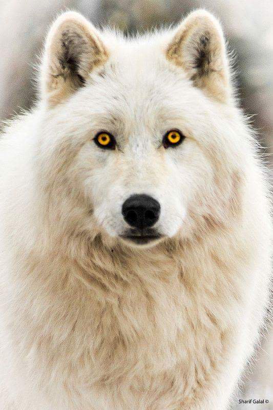 MesMitch's tweet image. I have to reassure you
I will treat well your wounds - My love
#StandforWolves
#SavetheWild
#loveofmylife 
#keepwolveslisted
#SavetheESA
#BoycottBeef
#Wolves
#WOLFPACKSTRONG 
#Wolfie 
#livesinourhands
#EndangeredSpeciesAct 
#yellowstone