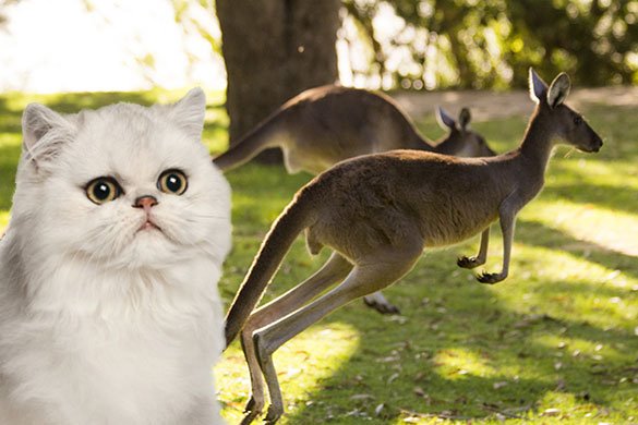 FNES's tweet photo. What do Australian raw fed kitties eat? Yes, roo! Take a look at this story about what's up Down Under.
https://t.co/4ClbvSzs27 https://t.co/oqpva1PJzr