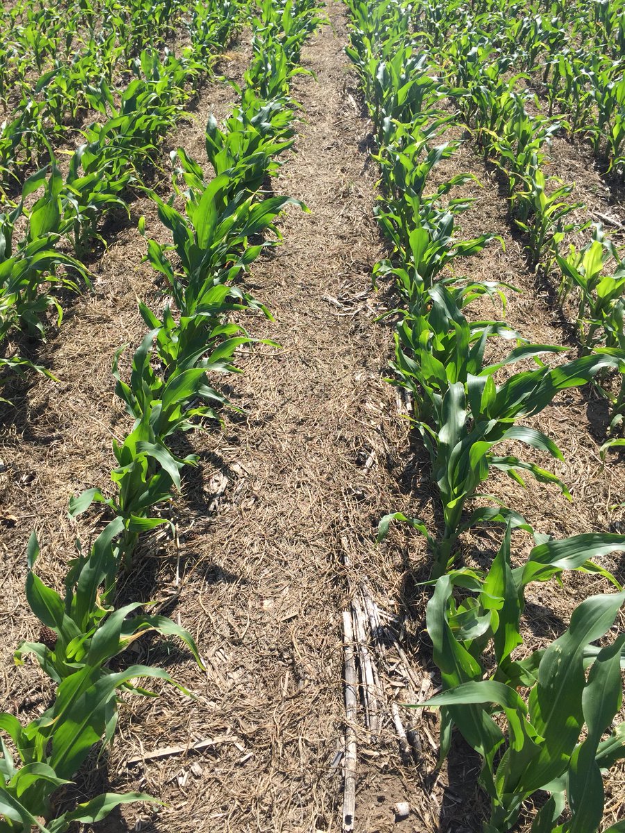 josempincemin's tweet photo. Maíces sembrados sobre Vicia Villosa en Patagones. #covercrops17 https://t.co/sVyyz8UkQI