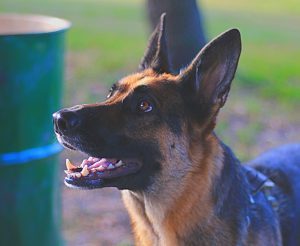 The Quick Click – An Overview On Clicker Training kdmathews.com/1288-2/