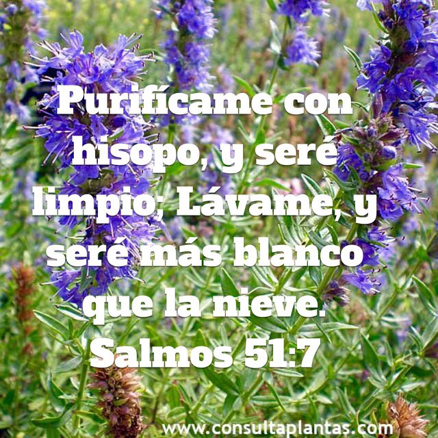7 Purifícame con hisopo, y seré limpio; Lávame, y seré más blanco que la nieve. (Salmos 51:7 RVR1960) bible.com/149/psa.51.7.r…