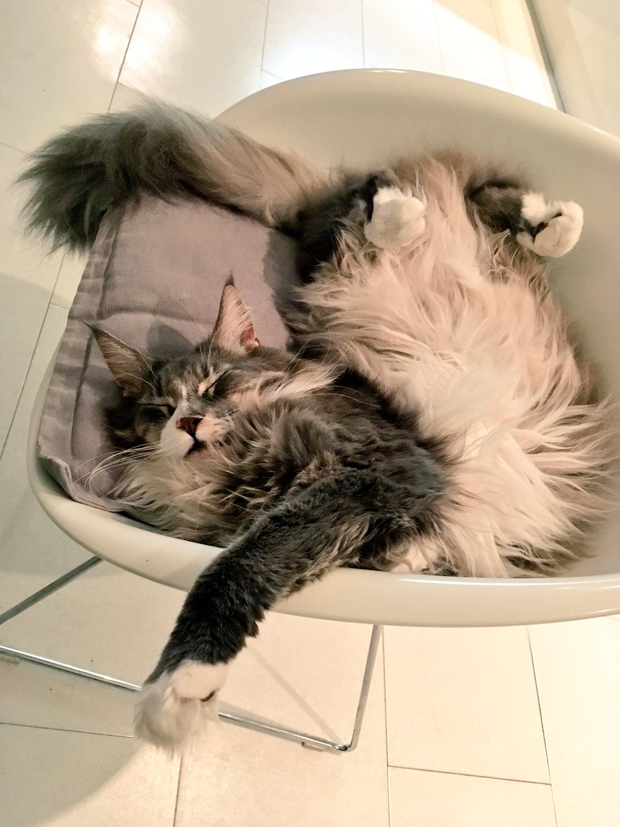 MontyandB's tweet photo. It’s been a hard Sunday watching all that snow! #lazysundays #CatsofTwitter #snowday2017 https://t.co/6otPon4INq