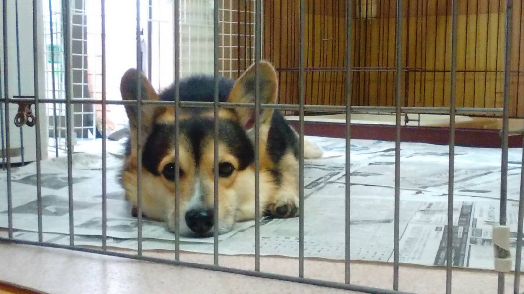 kapi36811's tweet photo. わが家のコーギーくん
犬でもあご置くと楽なのかな（笑）

#動物 #ペット #かわいい #この子が一番 #癒し #ずっと見てられる #好きすぎる #コメント歓迎
#ペット好きさん #フォローありがとう #友達募集 #Pet #Toocute #TheNewAGEProject https://t.co/5EtCgpHlxL