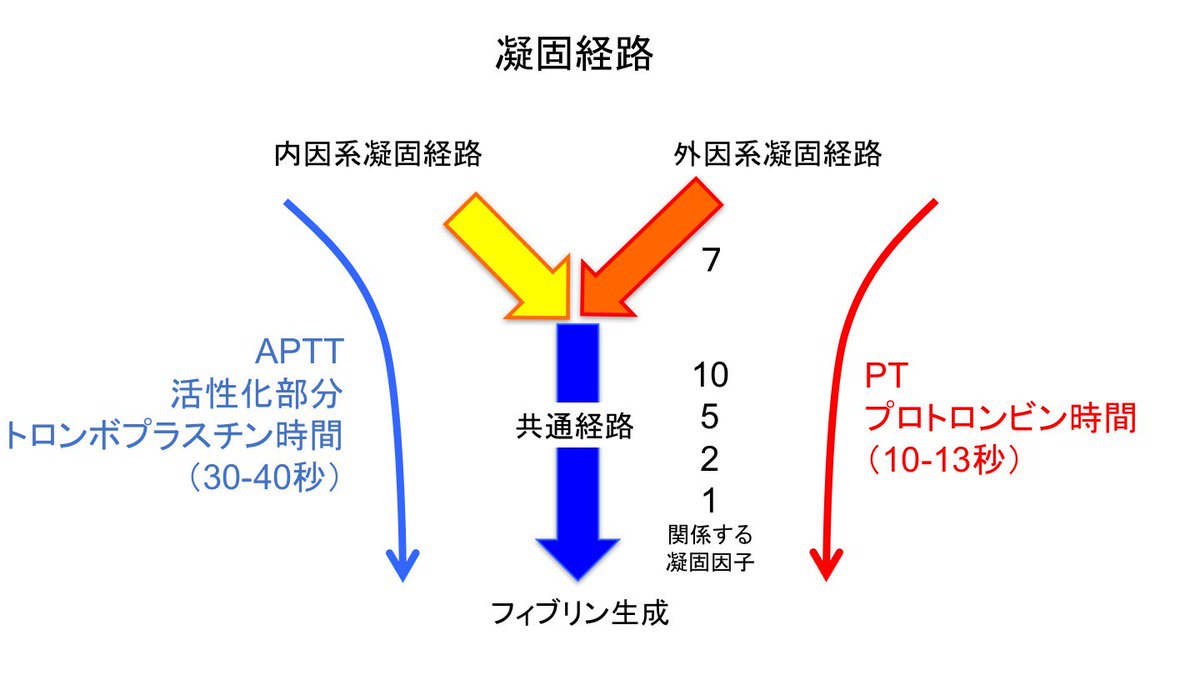 凝固因子の活性化 フィブリンが生成する過程を模式図で示す。内因系凝固経路は、血液内の異物（細菌、ウイルス、気泡）や血管内皮障害で活性化される。外因系凝固 経路は、主に外傷による細胞障害で活性化される。下図には外因系凝固経路に関与する凝固因子を数字で示した。