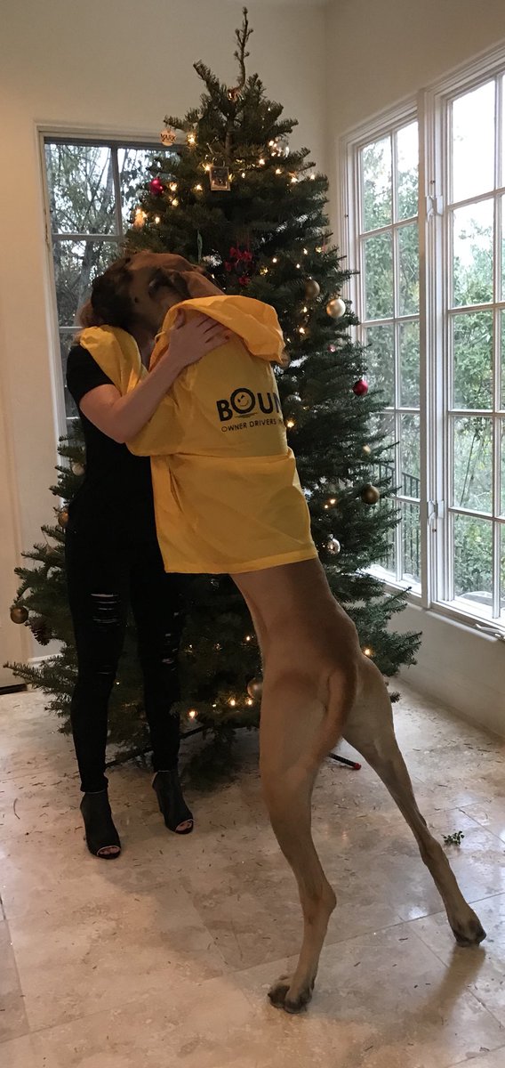 joinbounce's tweet photo. This is “Mister,” CEO and founder Mark Potter‘s 18 month old Great Dane, representing BOUNCE! as he gives his mom a hug. Looks like he would make a great mascot. What do you think? @MarkP_Bounce #JoinBounce #joinbounce #rideshare #startup #sandiego #dogs #greatdane https://t.co/dcNxOdRlV2