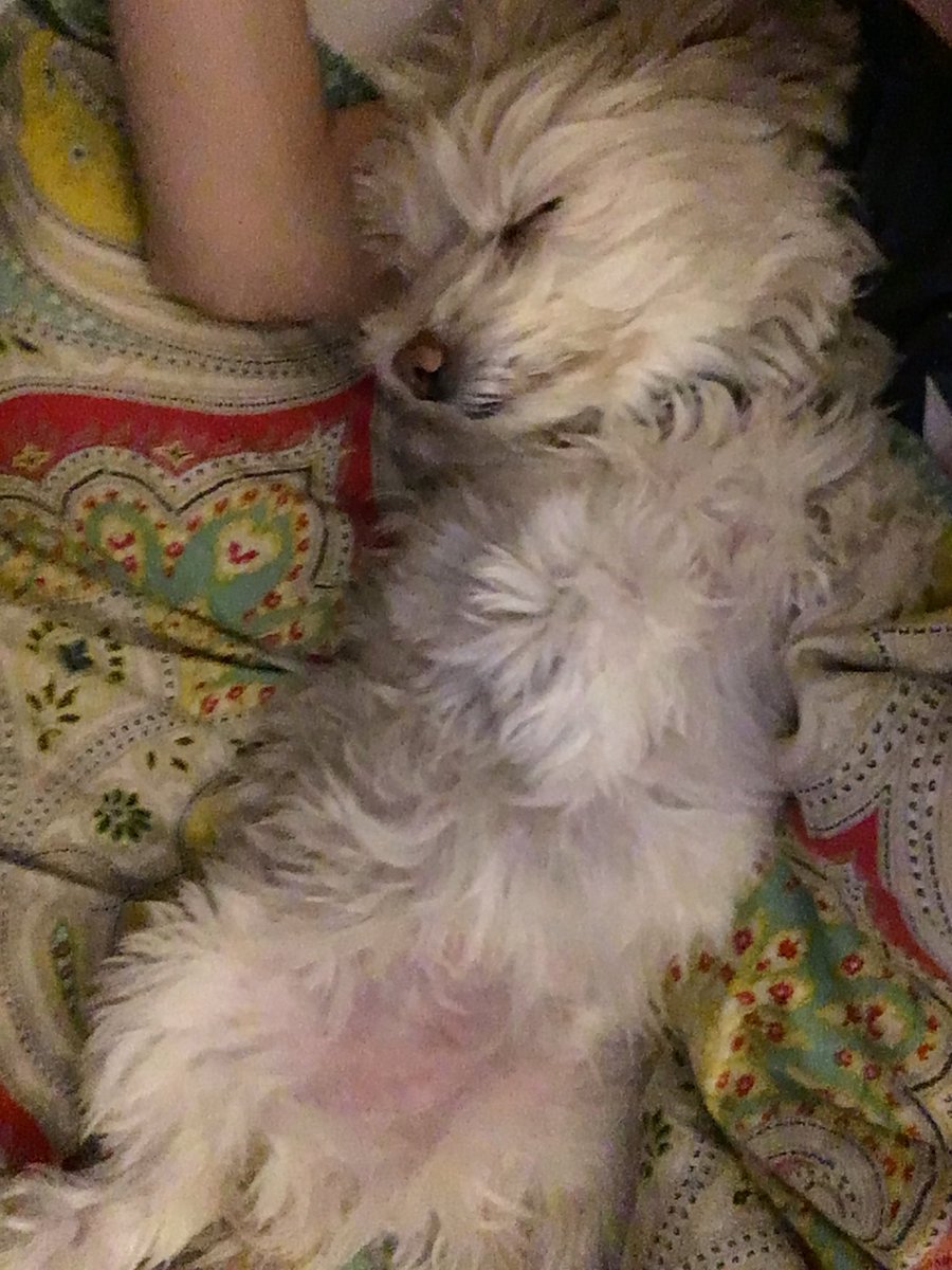Wuhpappels's tweet photo. Every dog deserves snuggles in bed.  
#MakeADogsDay
#RescueDogsRock
#MyRescueRescuedMe https://t.co/4xOEAP3qDl