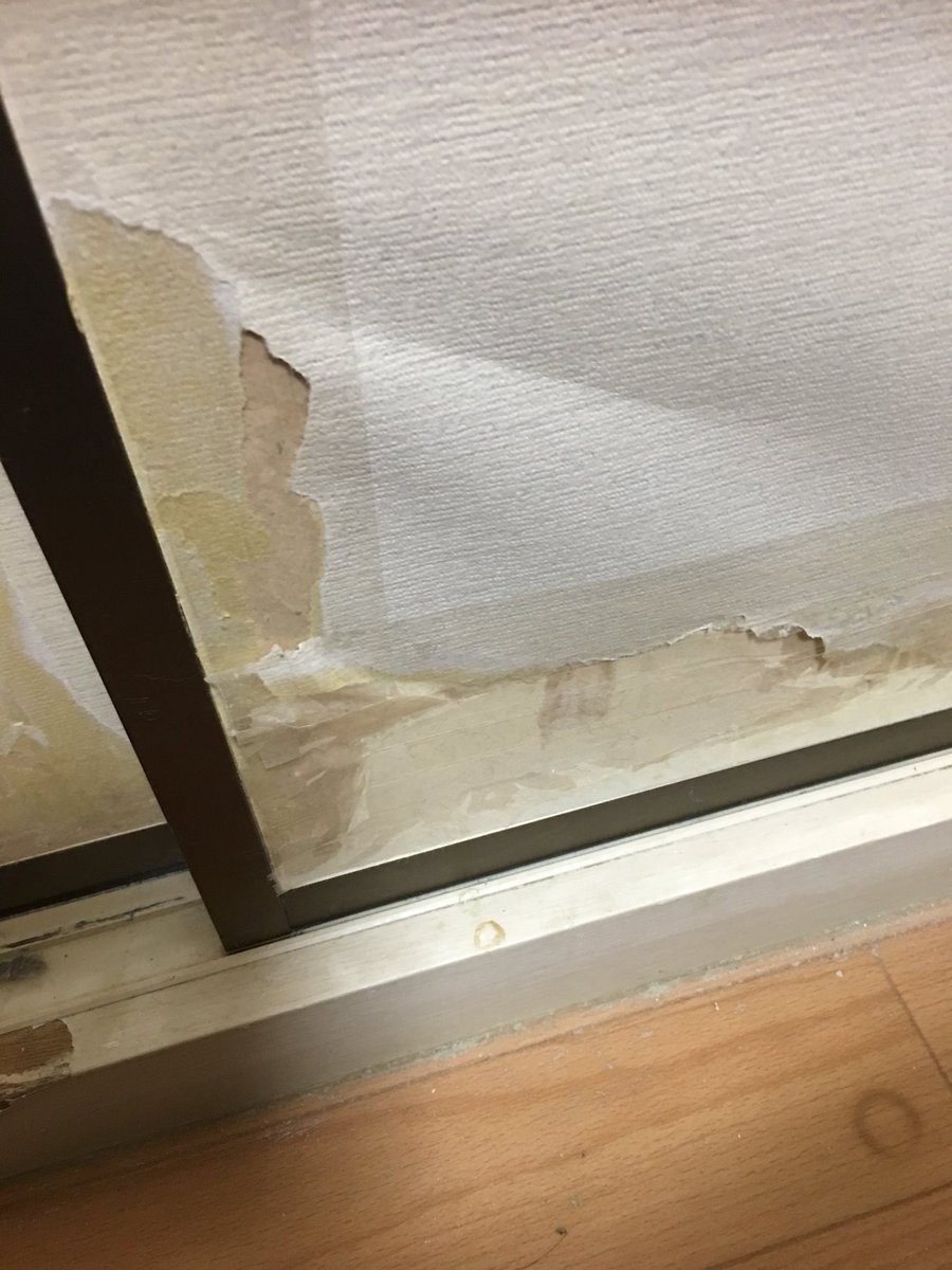 これからチンチラのお迎えを考えてる方へのアドバイスですが、チンチラは可愛い動物です。癒される動物です。しかし習性で色々齧るので、部屋んぽの際は本の背表紙や障子が齧られる覚悟をして下さい。電気コードも齧るので注意が必要です。