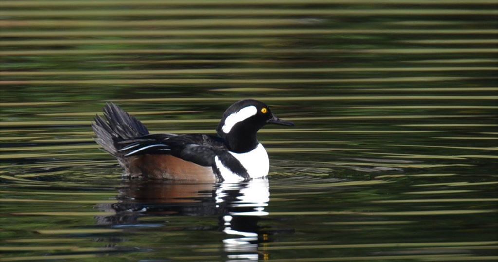 Help the Wekiva basin and join us Saturday, Dec. 16, for the annual Audubon Christmas Bird Count. FOWR experts will help participants spot and identify birds, which helps take important inventory of some of our valuable wildlife. friendsofwekiva.org/dec-16-christm… #orlando #wekiva