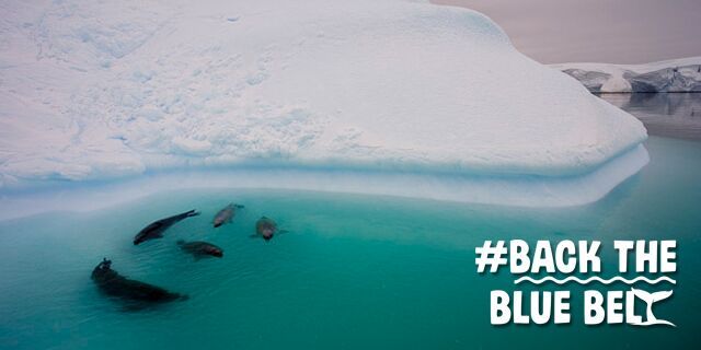 TheEndoftheLine's tweet photo. Only an hour to go until the final thrilling conservation episode of #BluePlanet2! #BackTheBlueBelt to help us build groundbreaking marine reserves. 
Let’s end over-fishing and give marine life a chance - https://t.co/dx4PGMW0ou https://t.co/CKTne7LIXt