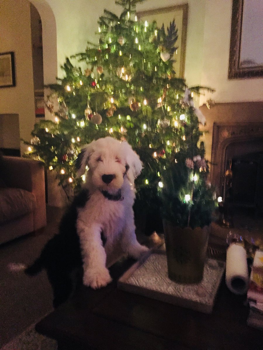 jemster22's tweet photo. Brinkley Bear 🎄🐾😘 https://t.co/uzzqiWznrG