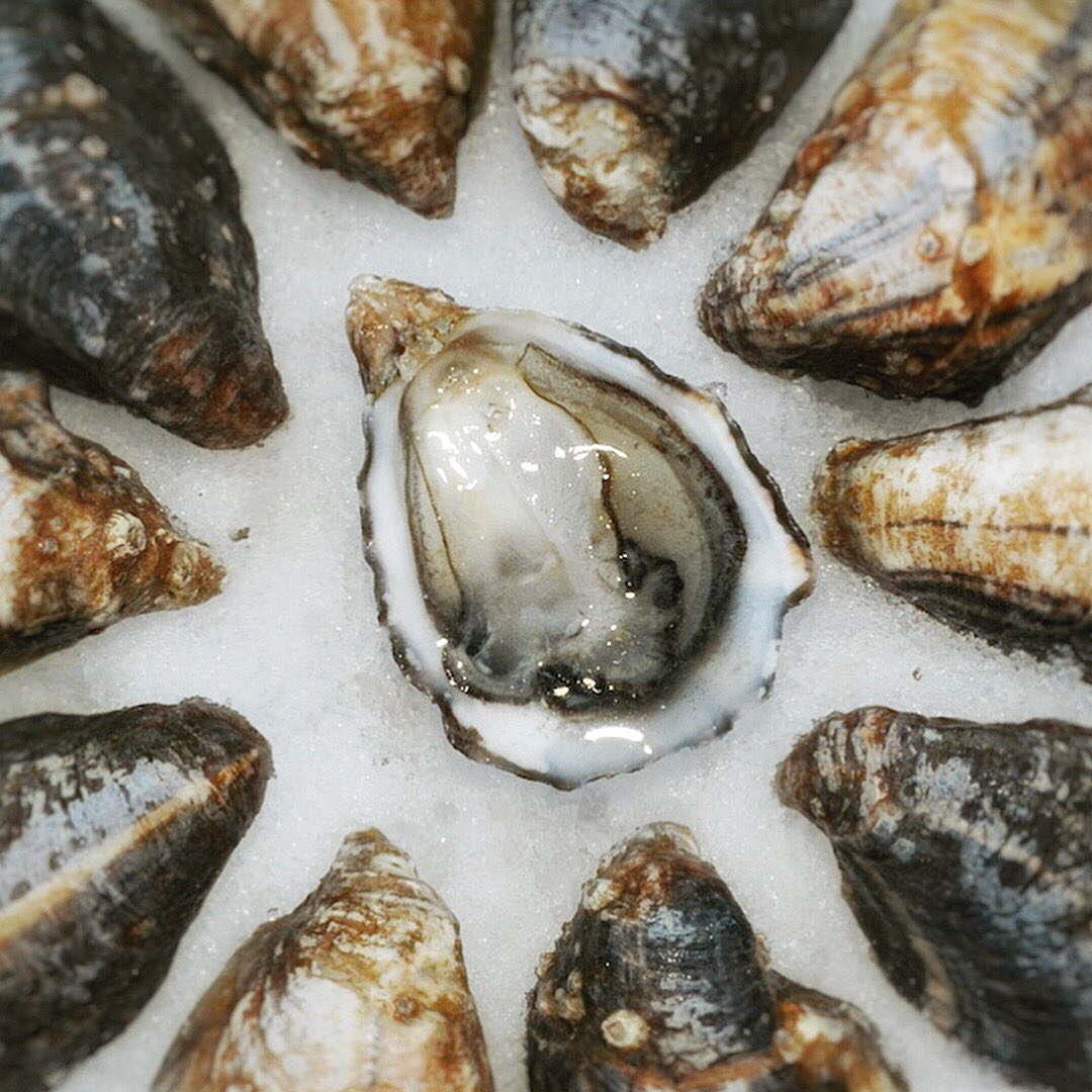 THE TENTH DAY OF OYSTERS

TAYLOR SHELLFISH

Shelton, WA

theoysterhood.com/oystories/2017…

#12daysofoysters #theoysterhood #oystersdirect #farmerswithbenefits