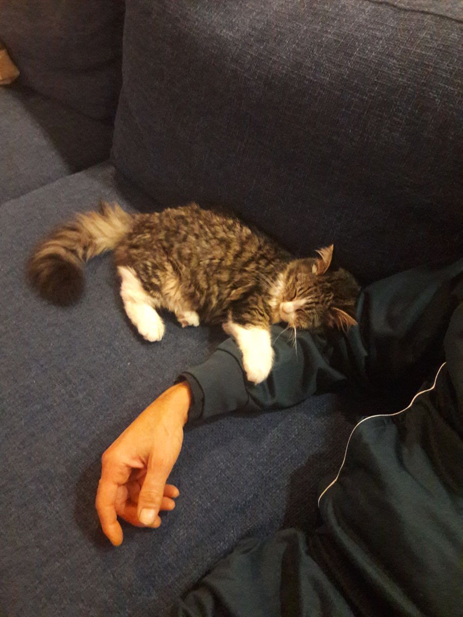 MimmoAngarano62's tweet photo. #pennichella #amicogatto https://t.co/sm36zPQ1k0