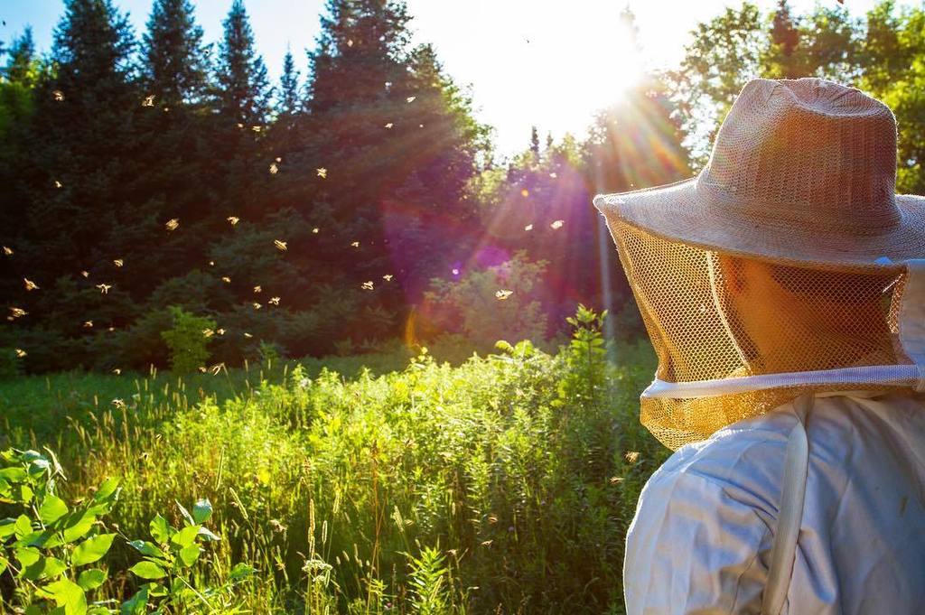 nectarbuzz's tweet photo. We miss seeing bees flying on a sunny day...🐝☀️ #beekeeping #teamNectar #apiculture #giveyourbeesavoice https://t.co/OWujw2yFEF https://t.co/47Idpzuuir