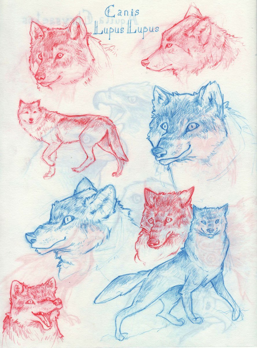 kaydakay_art's tweet photo. Wolfy wolf is a wolf 🐺
Back home so "quality" photos again! I kinda like him. Don't know why exactly 😶 #sketch #sketchdump #sketchbook #wolf #europeanwolf #coloredpencils #noticemyart @TheArtBond @dibujando @ApoyaAlArtista https://t.co/S3ANuwAGQj