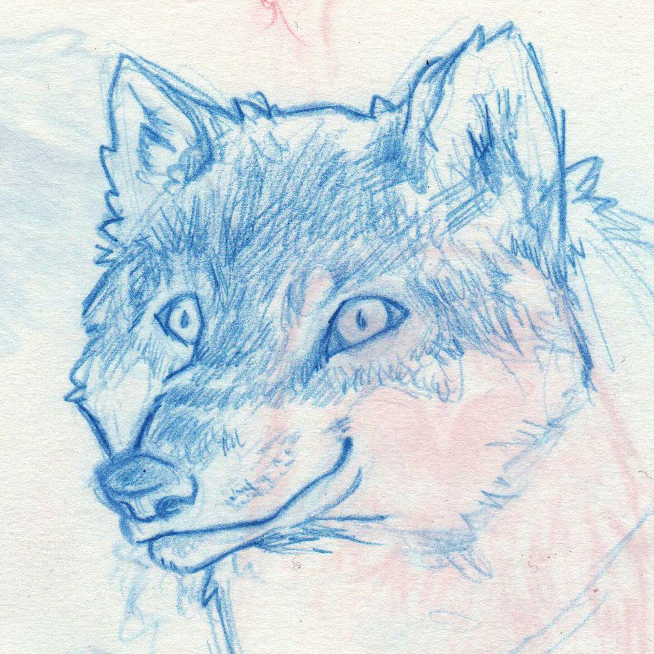 kaydakay_art's tweet photo. Wolfy wolf is a wolf 🐺
Back home so "quality" photos again! I kinda like him. Don't know why exactly 😶 #sketch #sketchdump #sketchbook #wolf #europeanwolf #coloredpencils #noticemyart @TheArtBond @dibujando @ApoyaAlArtista https://t.co/S3ANuwAGQj