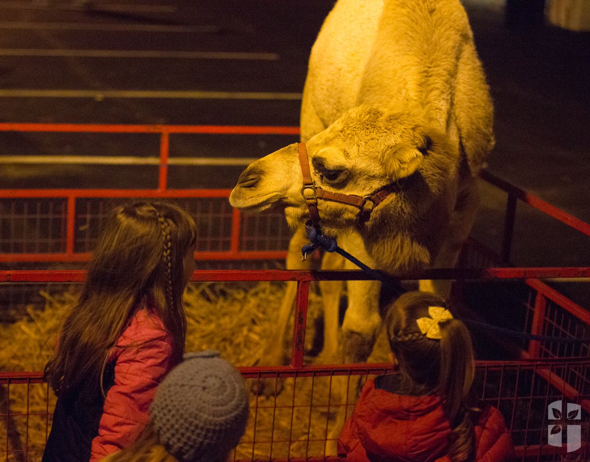 MyGBCFamily's tweet photo. Come experience the Living Nativity &amp; Bethlehem Village tonight from 5p-9p - Tonight is the last night!!! 
https://t.co/Ik1qd9Q38k https://t.co/ZCliCS6lIZ