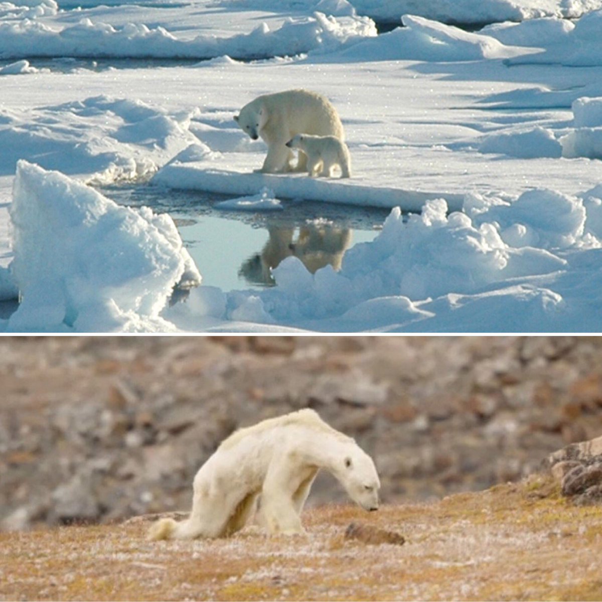 🔴 Regardez ces photos de <a href="/PaulNicklen/">Paul Nicklen</a> 2005....2017 #Urgence #Planète #Ourspolaire 🌏🌎🌍#tristesse #ClimateAction