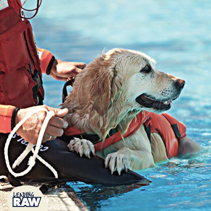LeadingRAW's tweet photo. #inspirationaldogs #healthydogs #activedogs #workingdogs #assistancedogs #healthylife #outdoorlife #LeadingRAW #rawfood #rawfeeder #naturaldog #doghealth #wolfpack #RAWtribe https://t.co/SGpXMvrGRp