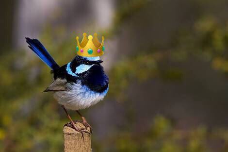 TerraPines's tweet photo. The bird vote results are such a travesty! The #superbfairywren had no chance with the #splendidfairywren splitting the vote! There needs to be a primary election to determine which #fairywren candidate will run in the #birdvote #BirdOfTheYear https://t.co/AsdfLdvgVq