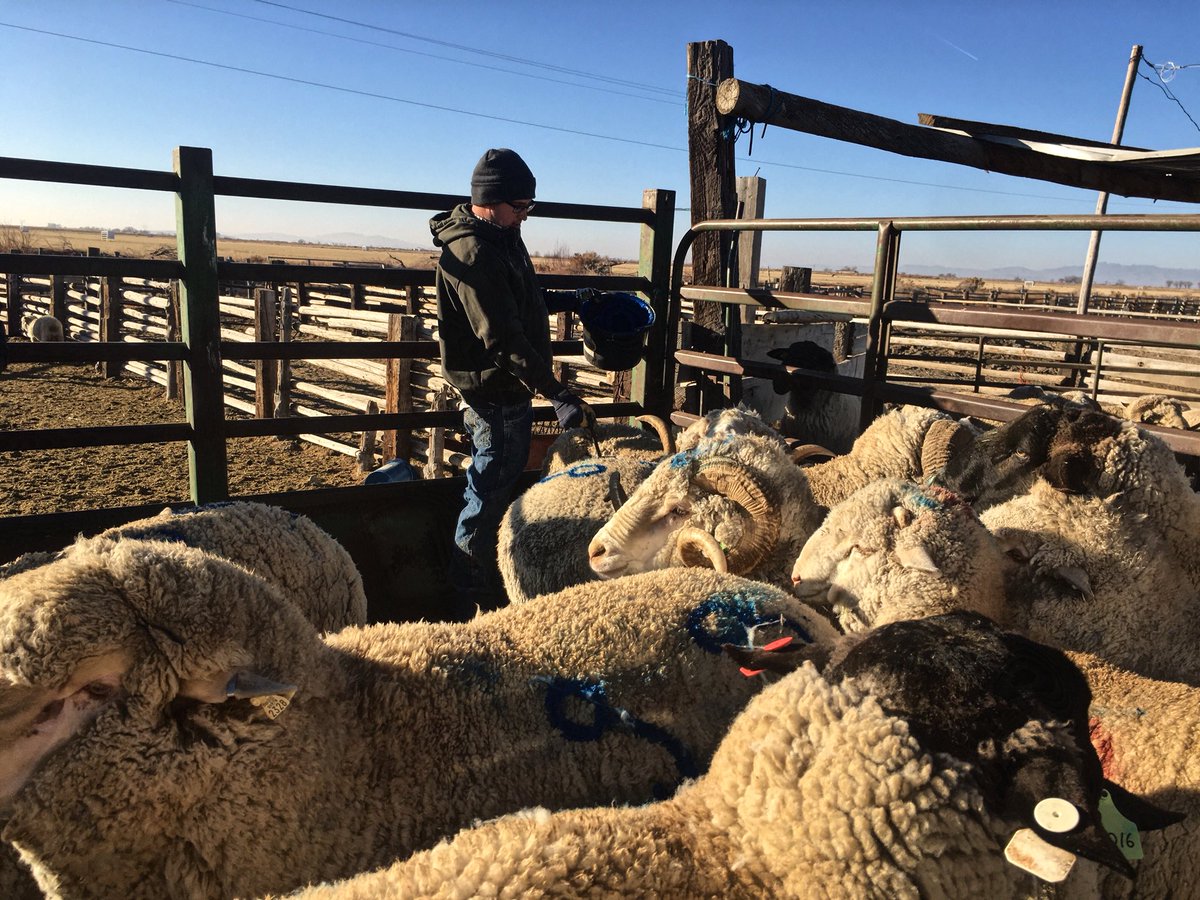 J12Ranch's tweet photo. Branding the last groups of rams to head out! #sheep #sheepranchersusa #lambelevated #agriculture #advocateforag #westdesert #eatlamb #fbproud #merinowool #ranchlife #thankafarmer #utahfarmlife #utahfarmbureau #utahwoolgrowers #utahwoolgrowersye #youngfarmersandranchers https://t.co/R57T90W5en