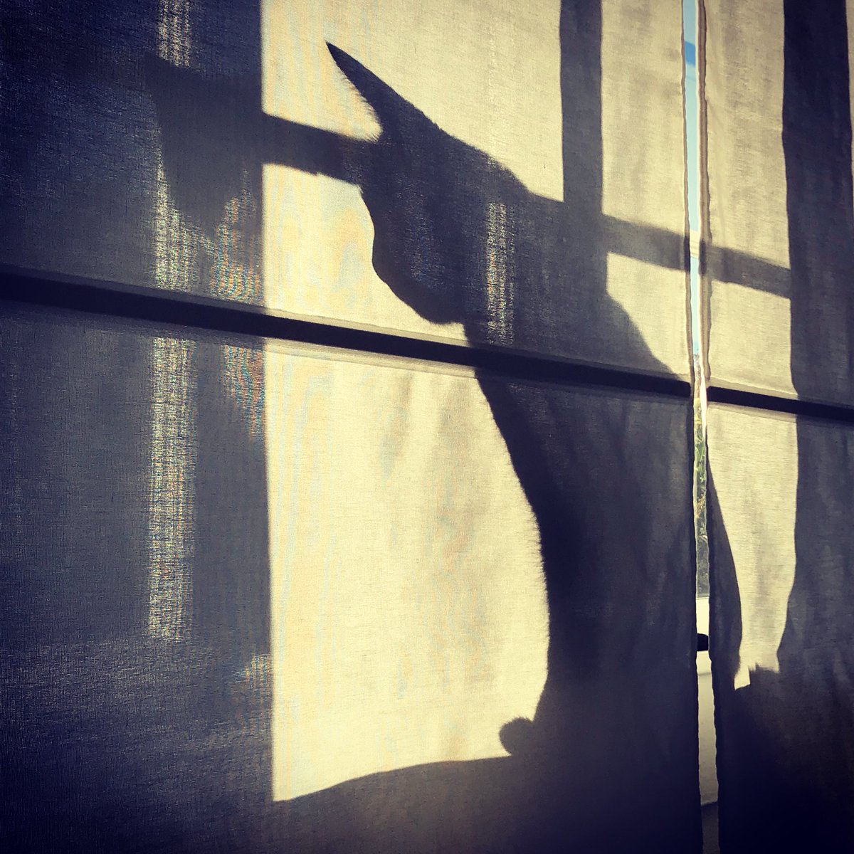 The hero they need... #CatsofTwitter #resist