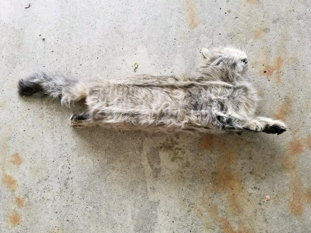 delainijb's tweet photo. So my dad found a dead cat stuck behind the refrigerator in the garage... https://t.co/CUOTPdZ6Xx