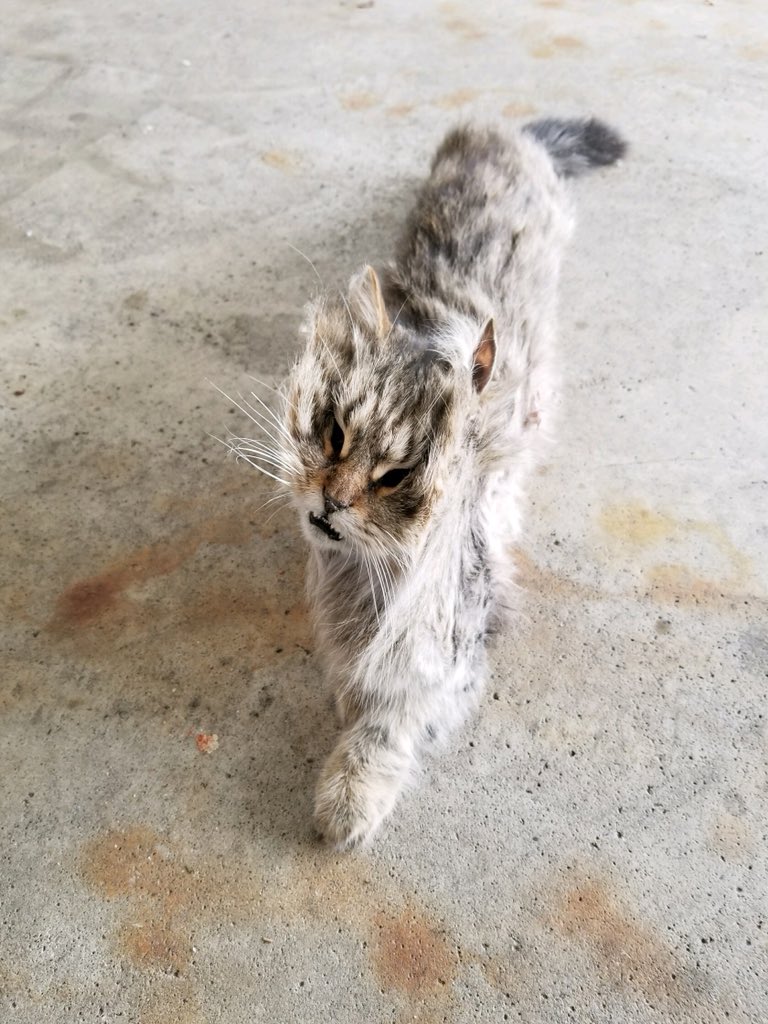 delainijb's tweet photo. So my dad found a dead cat stuck behind the refrigerator in the garage... https://t.co/CUOTPdZ6Xx