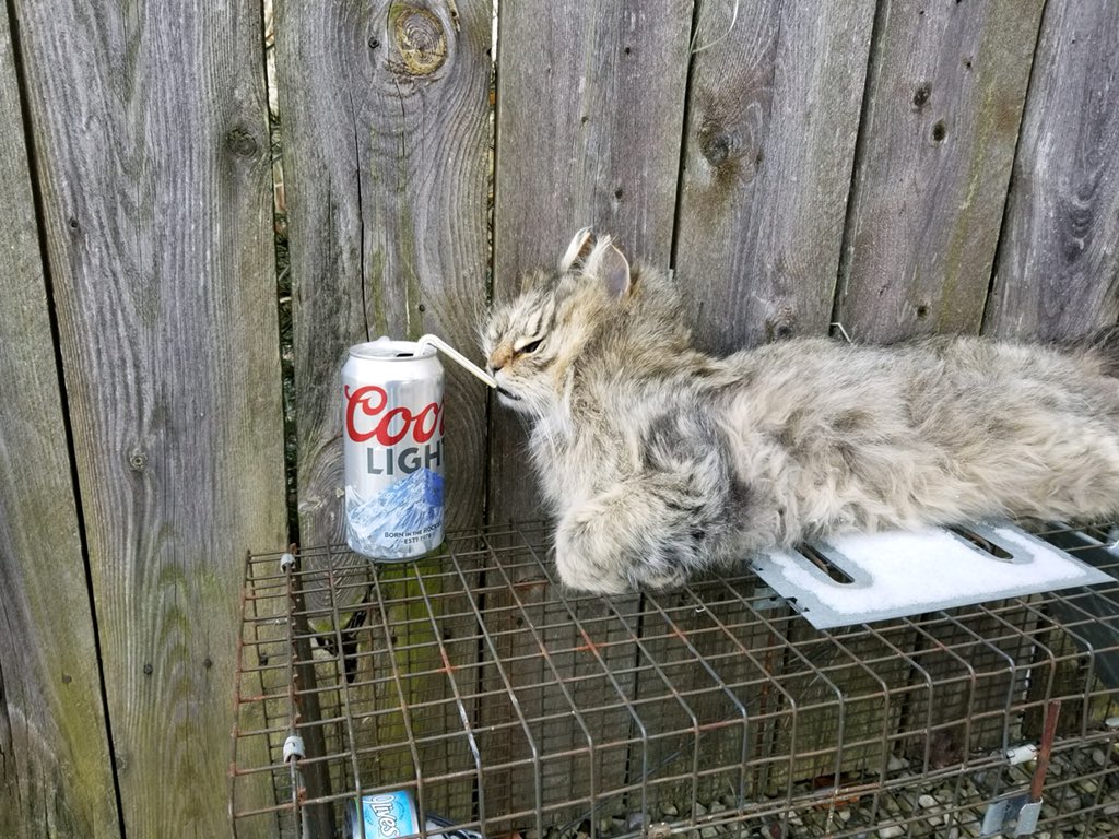delainijb's tweet photo. So my dad found a dead cat stuck behind the refrigerator in the garage... https://t.co/CUOTPdZ6Xx