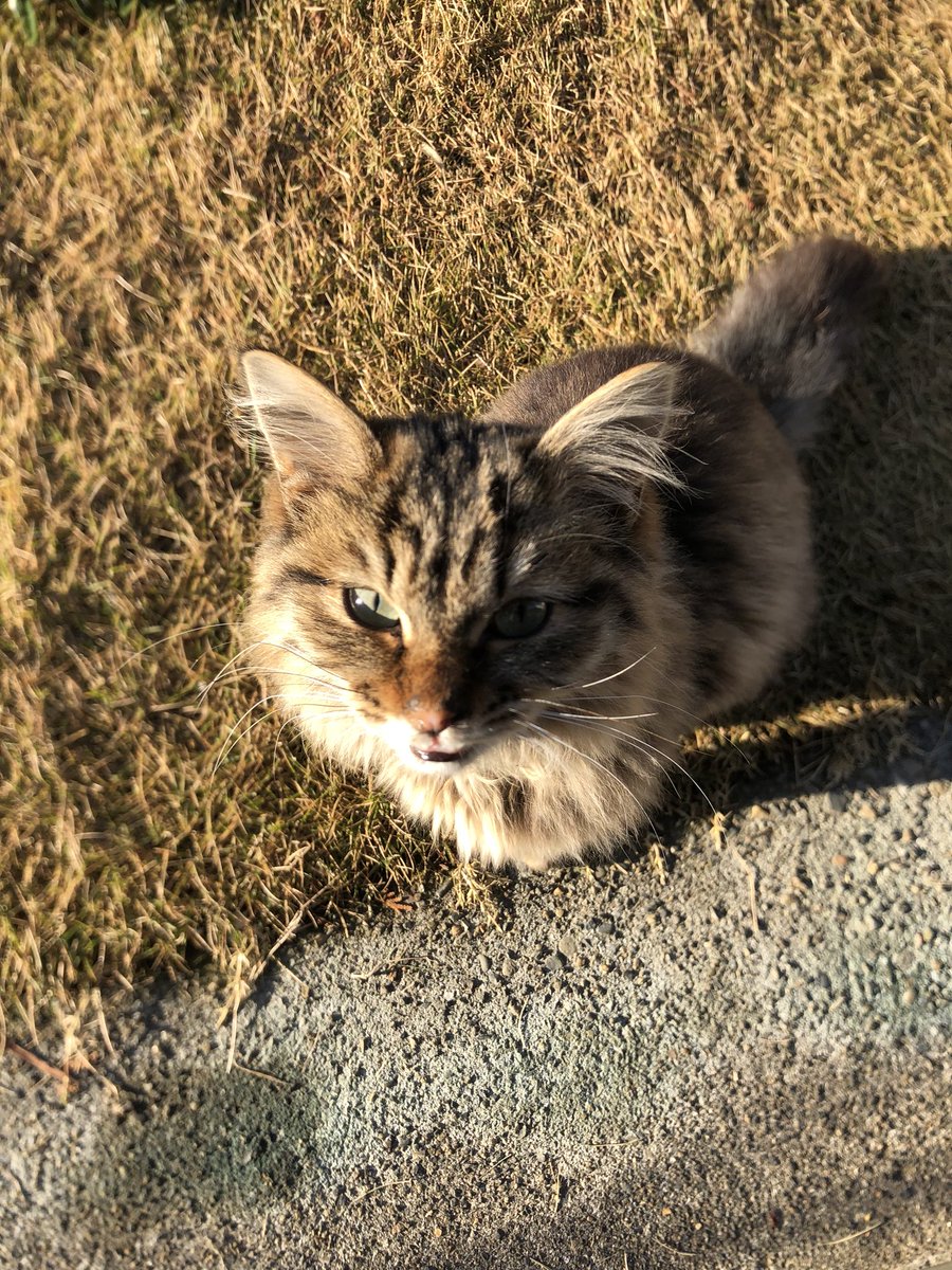 nakagawarinten's tweet photo. 迷い猫です
小さい鈴の付いた黄緑色の首輪をしています
人なつこいです
うちに来て今日で三日目なんですけど、帰らないんだにゃー https://t.co/eqxxD7SSDi
