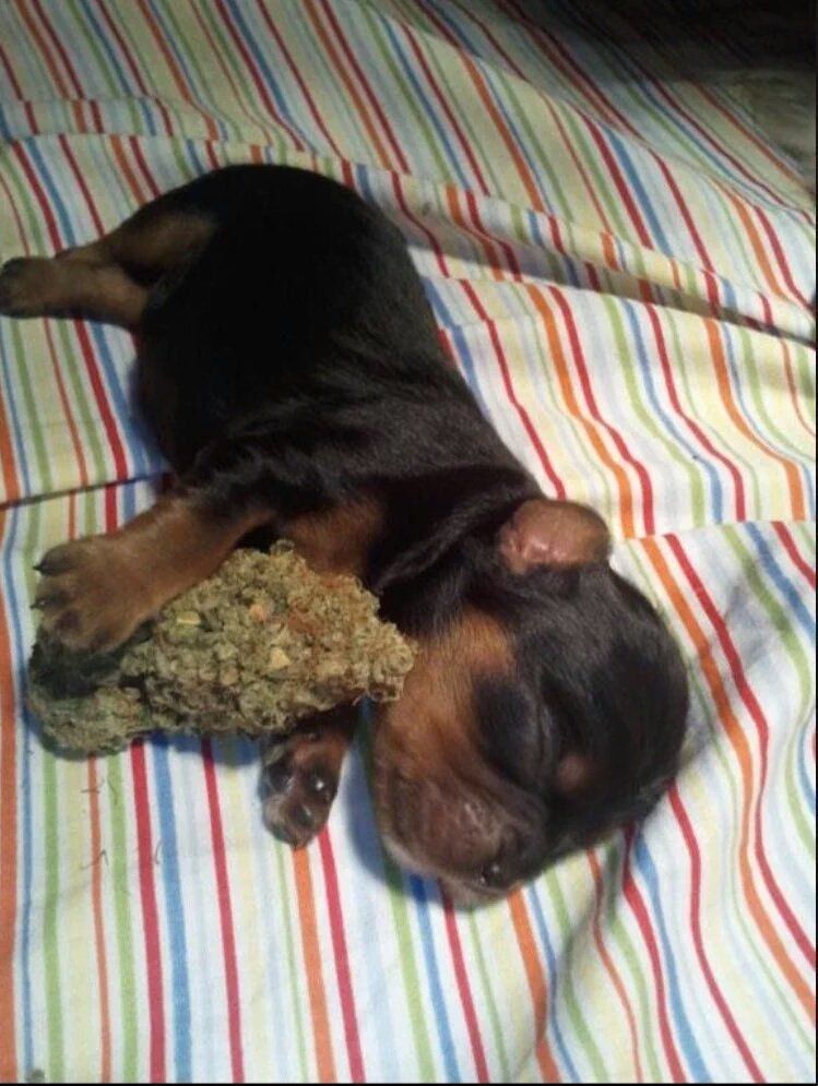 MJCulverCity's tweet photo. What good night sleep looks like. 
.
.
.
.
#mjculvercity #culvercity #marijuana #medicalmarijuana #cannabis #marijaunadelivery #marijuanaservices #weed https://t.co/OdyIVan9da